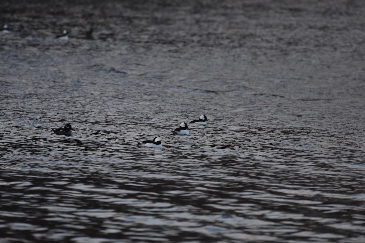 Bufflehead - ML645421325