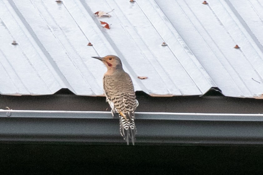 Northern Flicker - ML645421331
