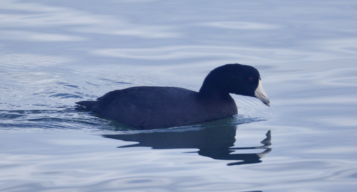 American Coot - ML645421334