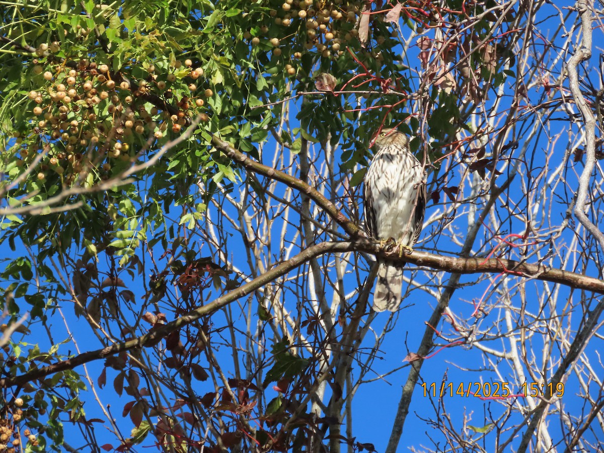Cooper's Hawk - ML645421335