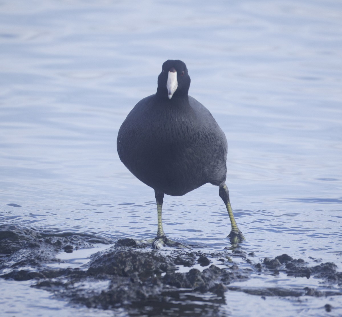 American Coot - ML645421337