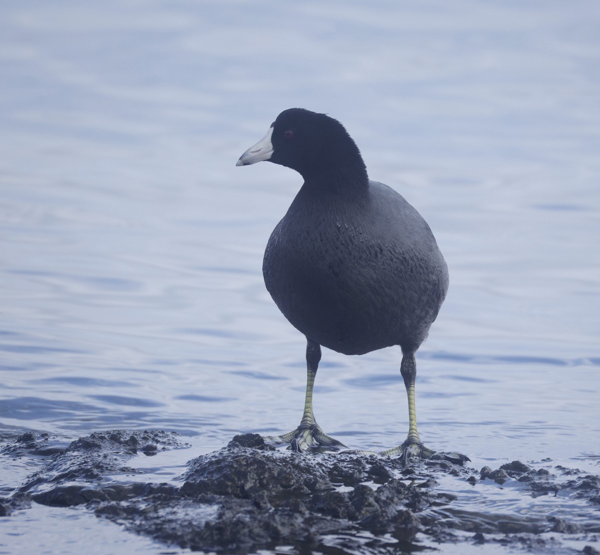 American Coot - ML645421338