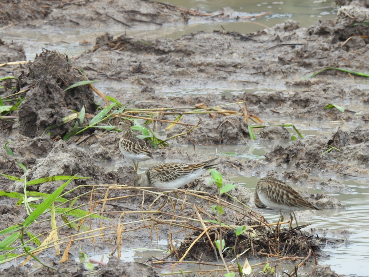Побережник арктичний - ML645421341