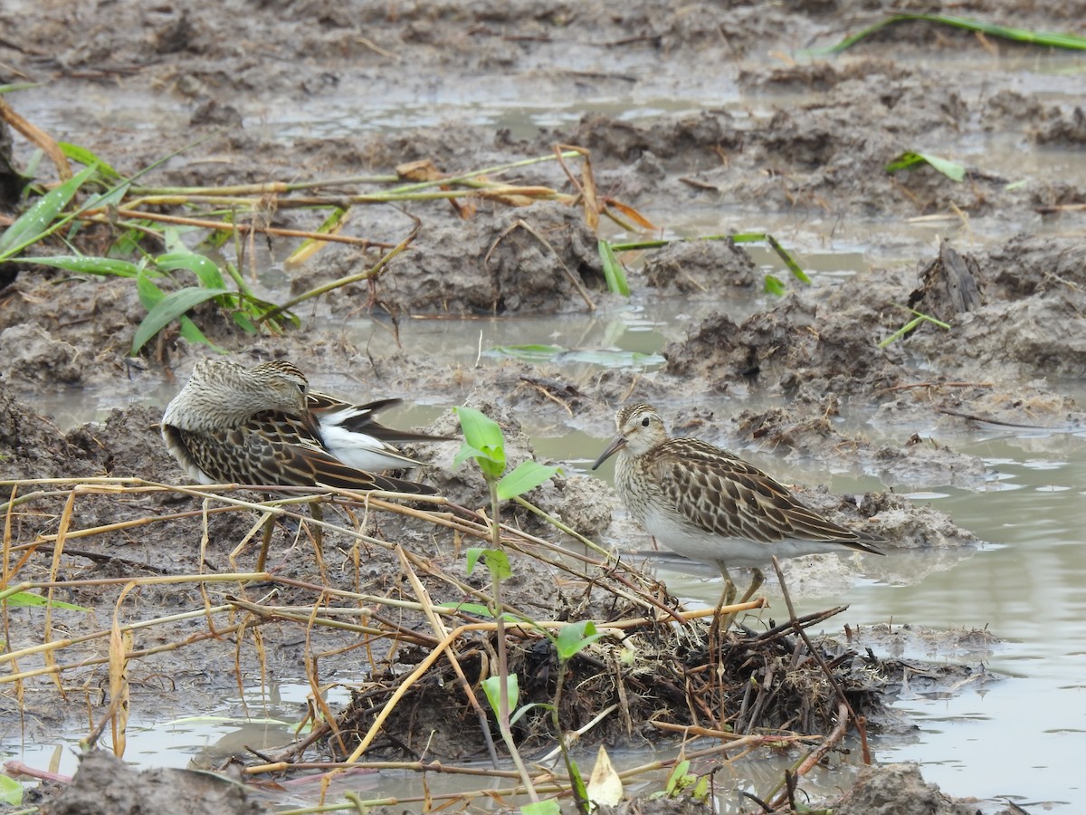 Побережник арктичний - ML645421342