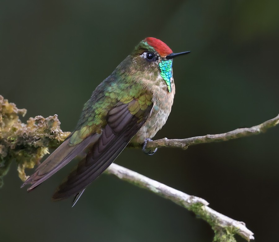 Rufous-capped Thornbill - ML645421351