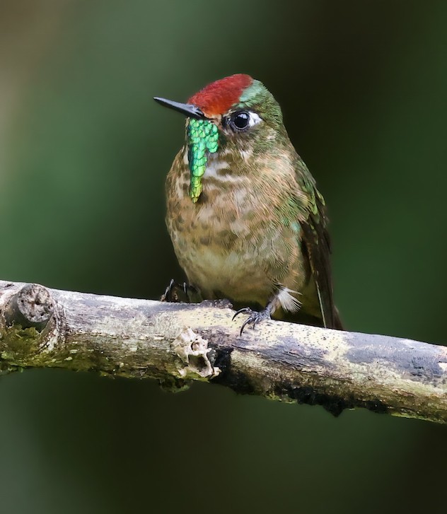 Rufous-capped Thornbill - ML645421352