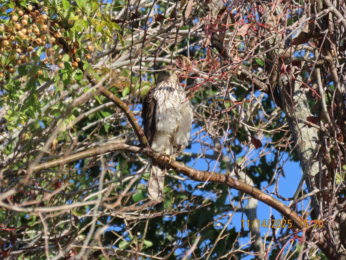 Cooper's Hawk - ML645421353