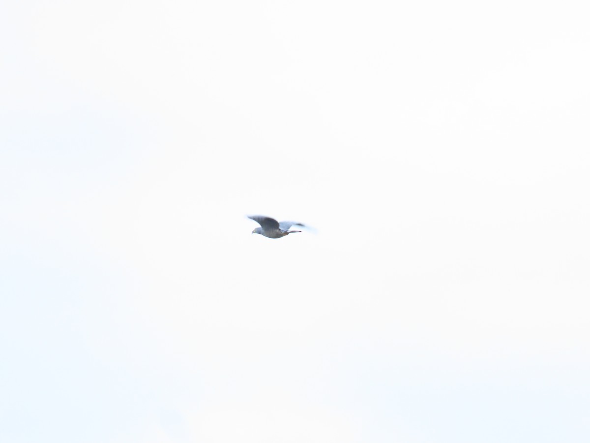 Hook-billed Kite - ML645421355