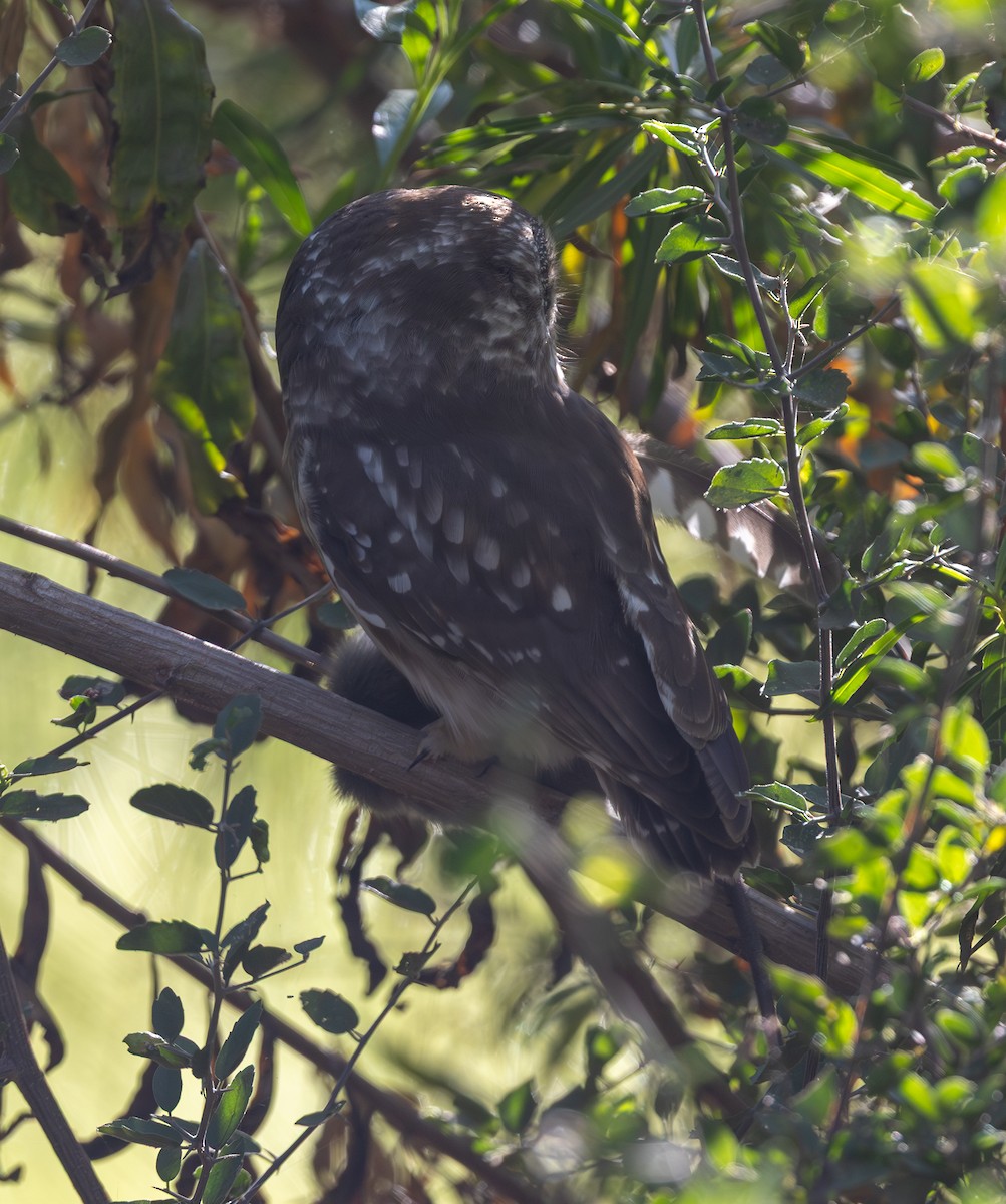 Northern Saw-whet Owl - ML645421370