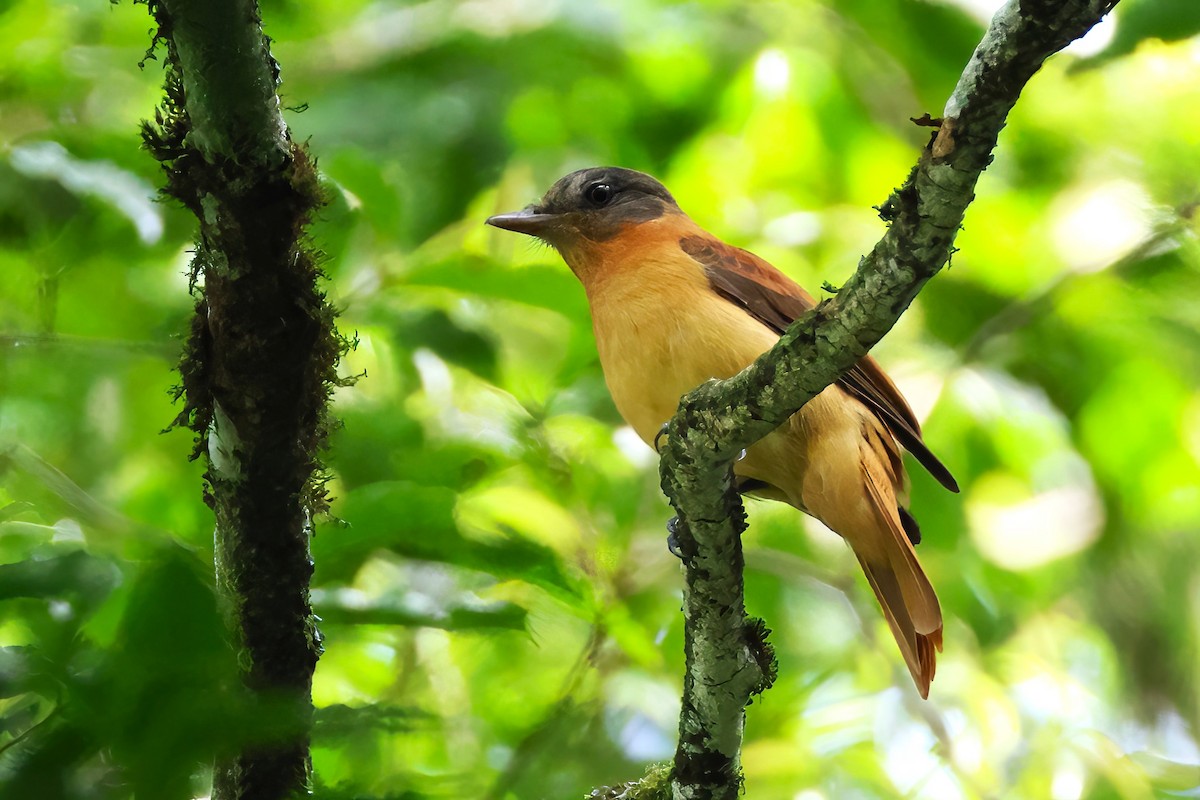 Rufous-tailed Attila - ML645421371