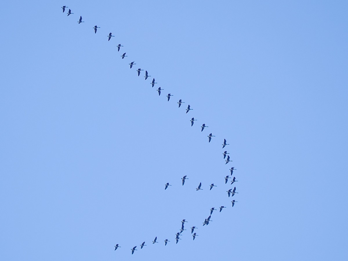 Canada Goose - ML645421374