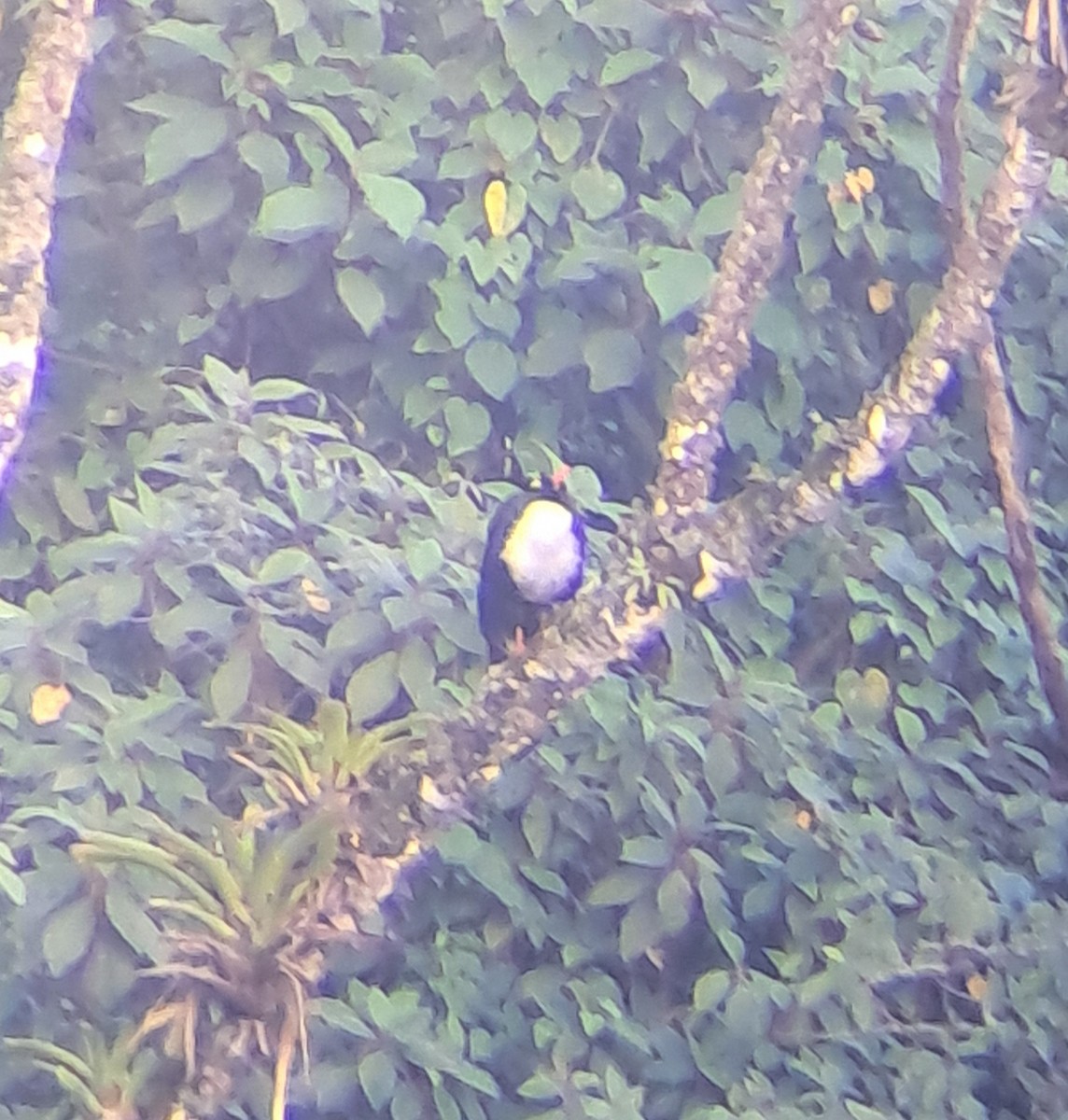 Horned Guan - ML645421378