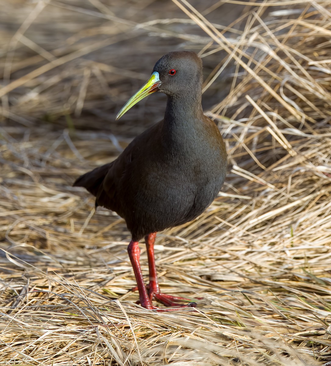 Plumbeous Rail - ML645421380