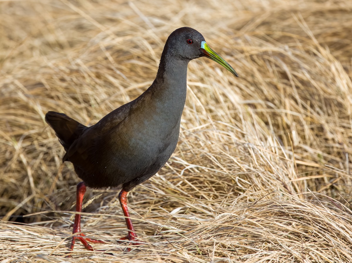 Plumbeous Rail - ML645421381