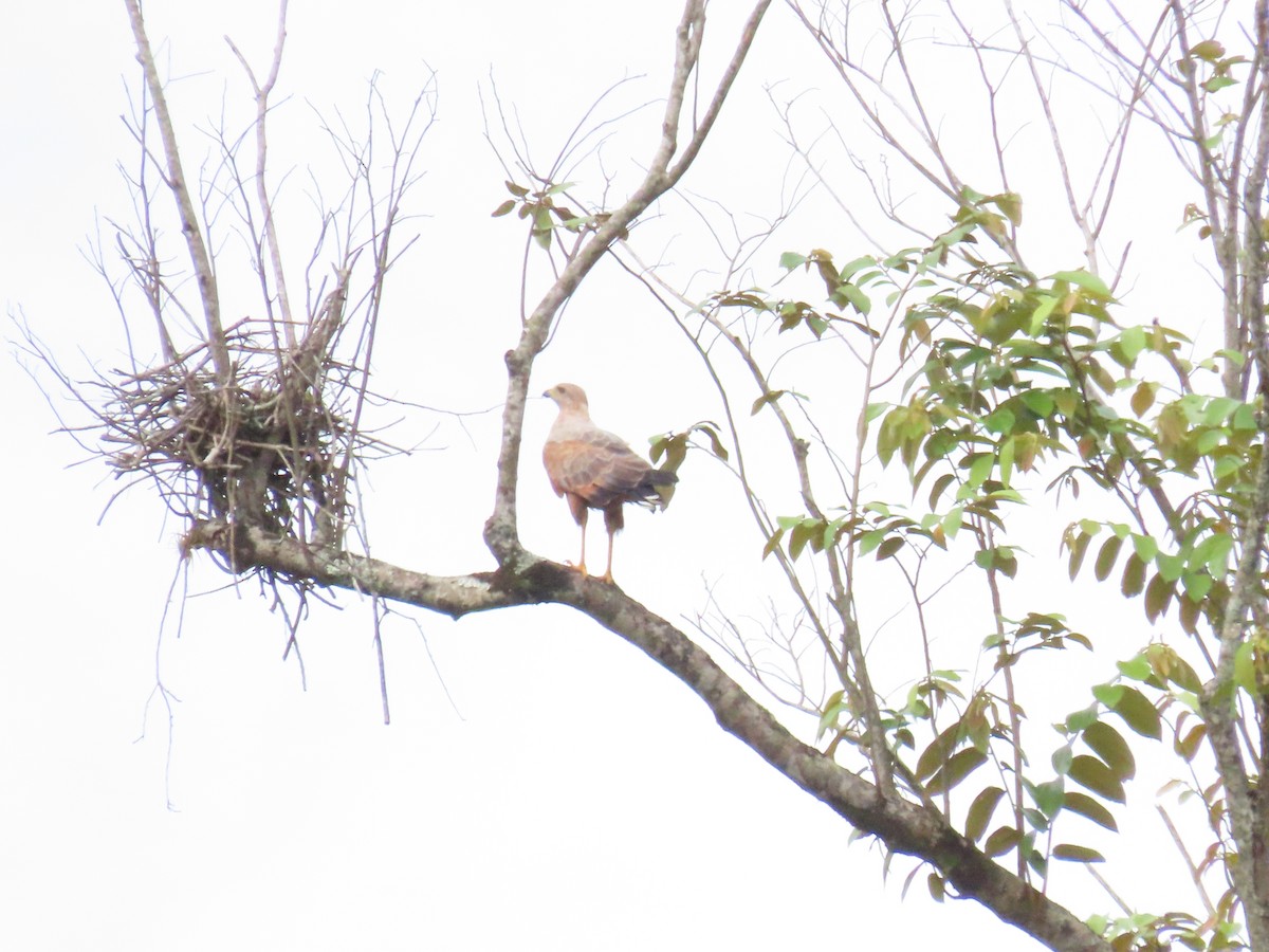 Busardo Sabanero - ML645421385