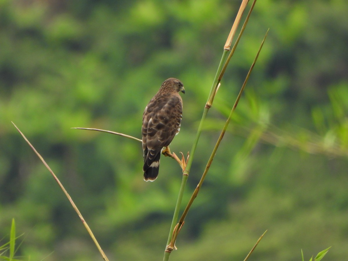 Канюк ширококрилий - ML645421386