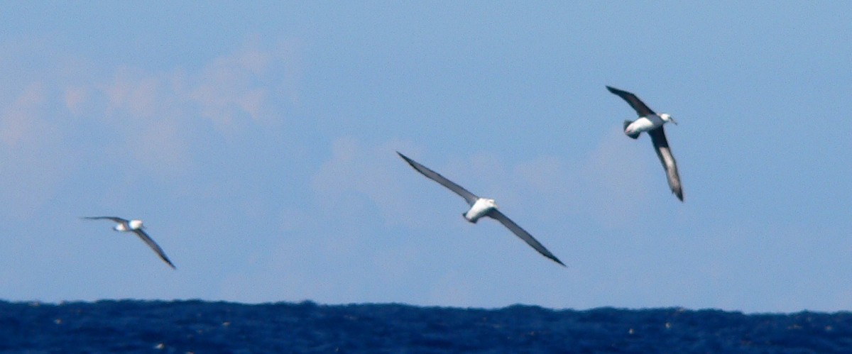 Snowy/Tristan/Antipodean Albatross - ML645421387