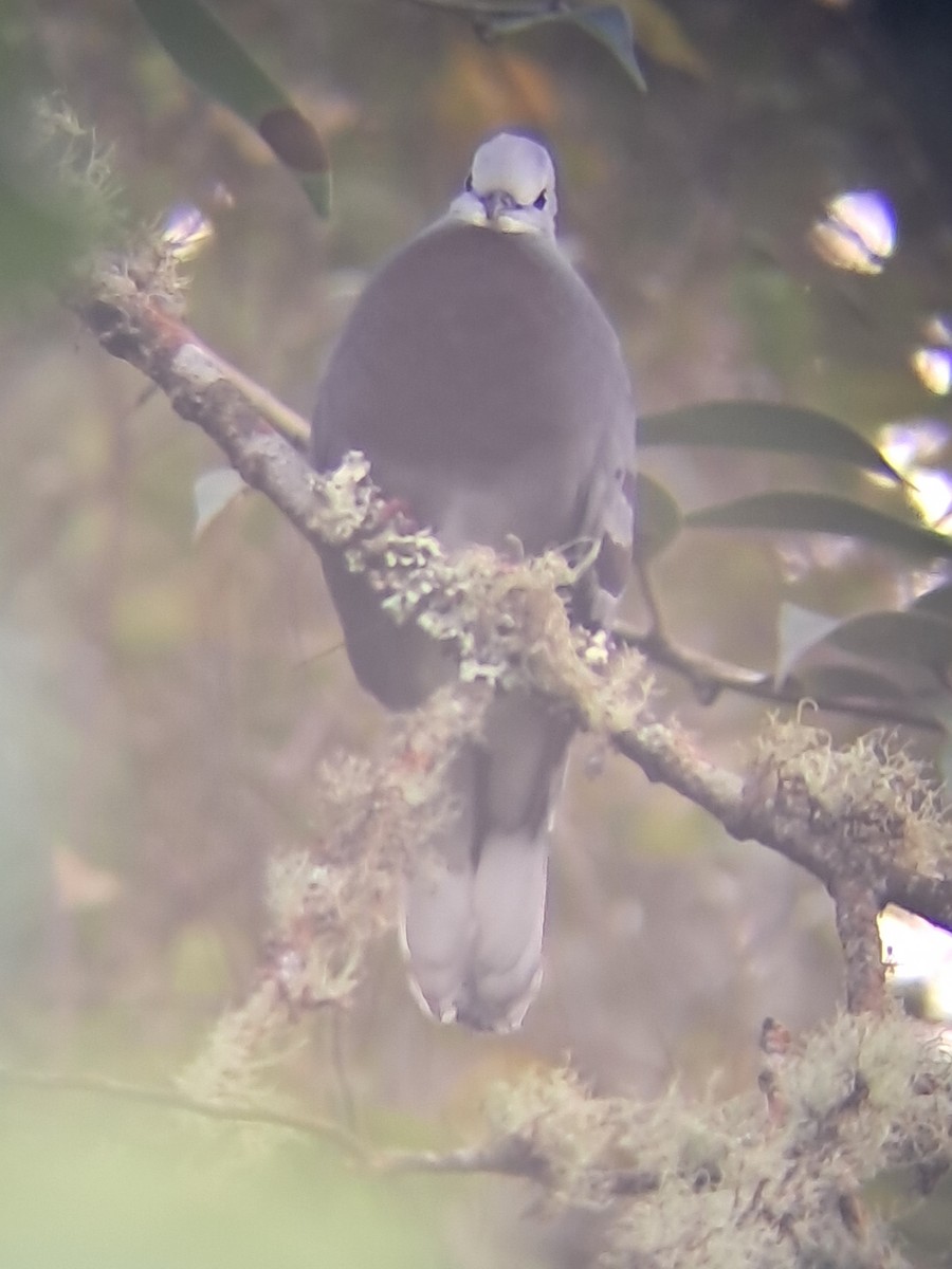 Mondetourtäubchen - ML645421402