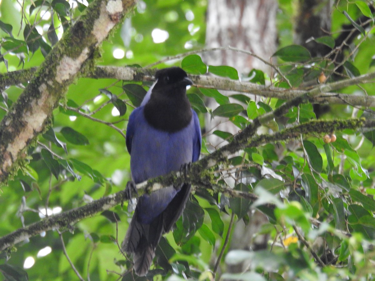 Violaceous Jay - ML645421404