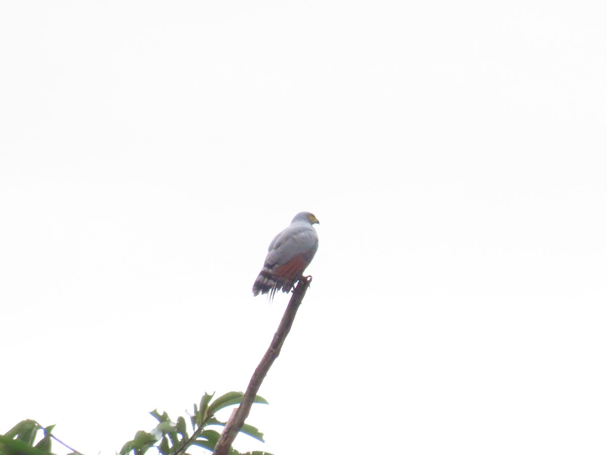 Roadside Hawk - ML645421407