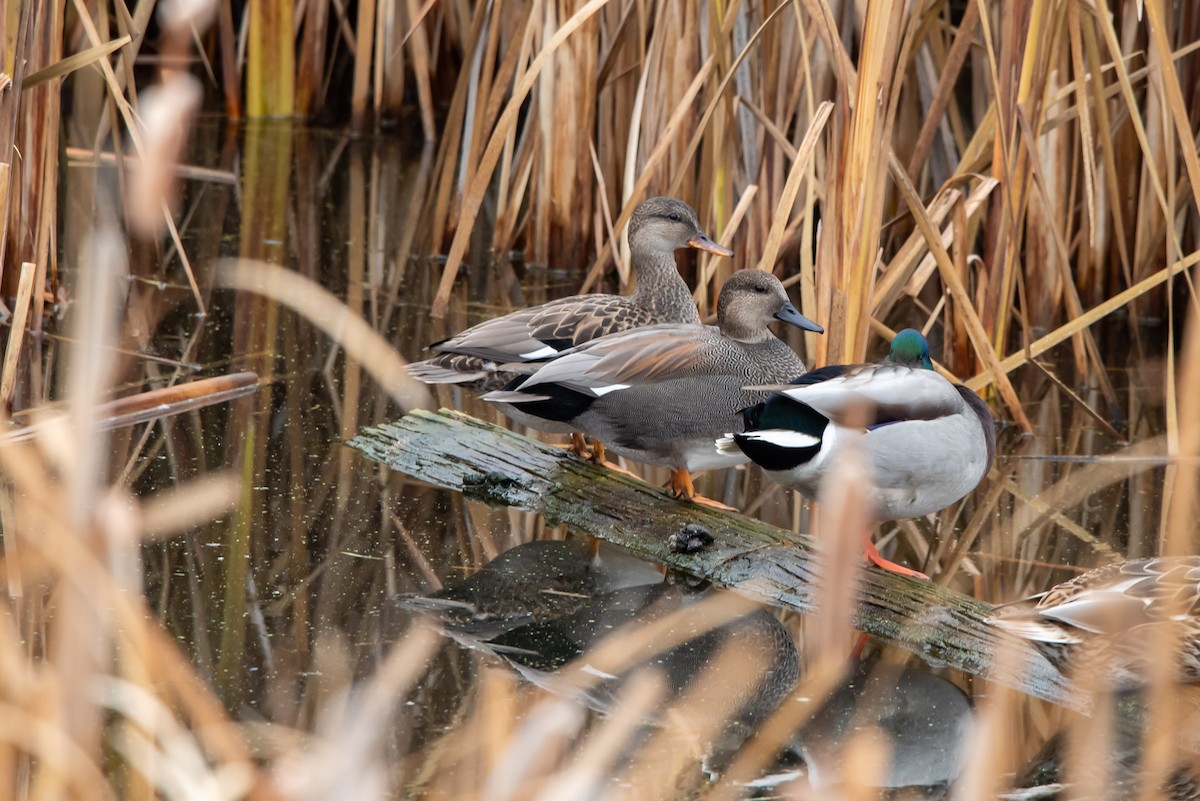 kopřivka obecná - ML645421414