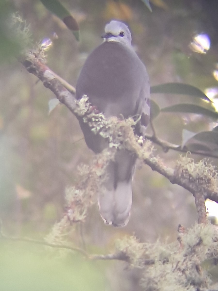 Mondetourtäubchen - ML645421415