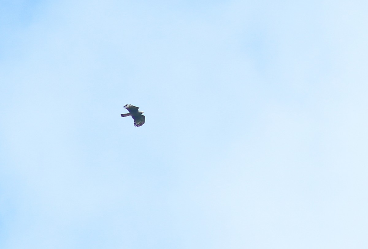 Hook-billed Kite - ML645421416