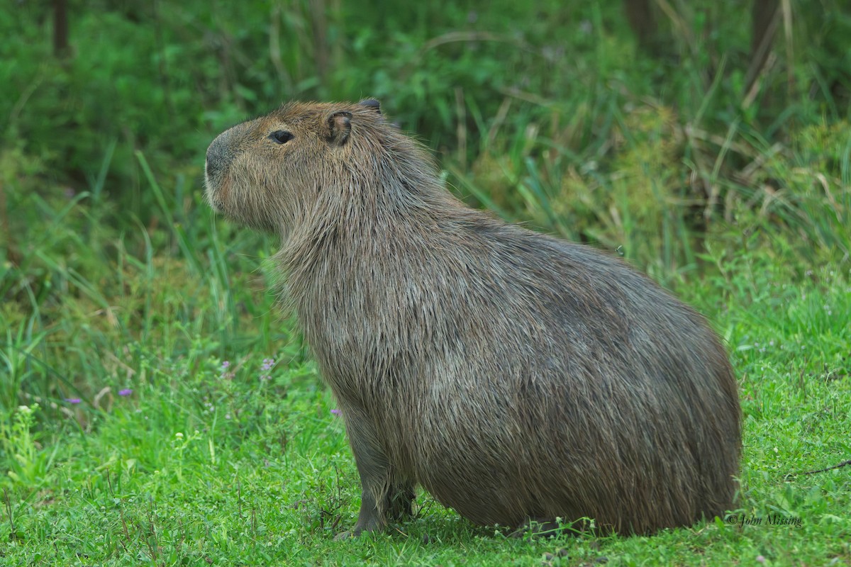 Capybara - ML645421424