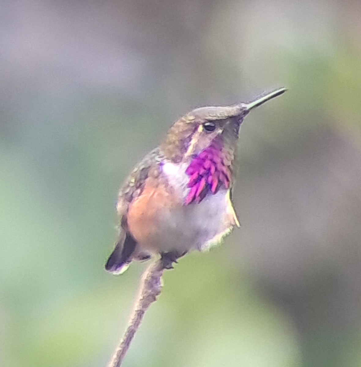 Wine-throated Hummingbird - ML645421434