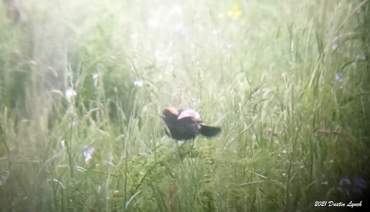 ボボリンク - ML645421451