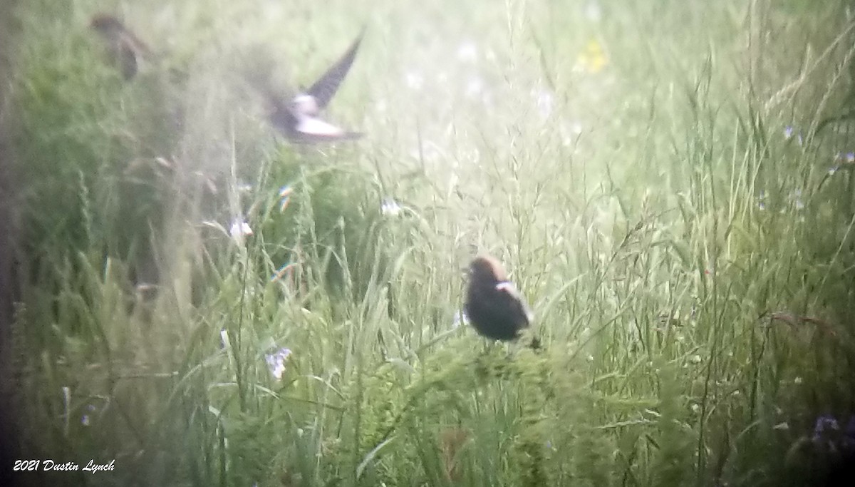 ボボリンク - ML645421452