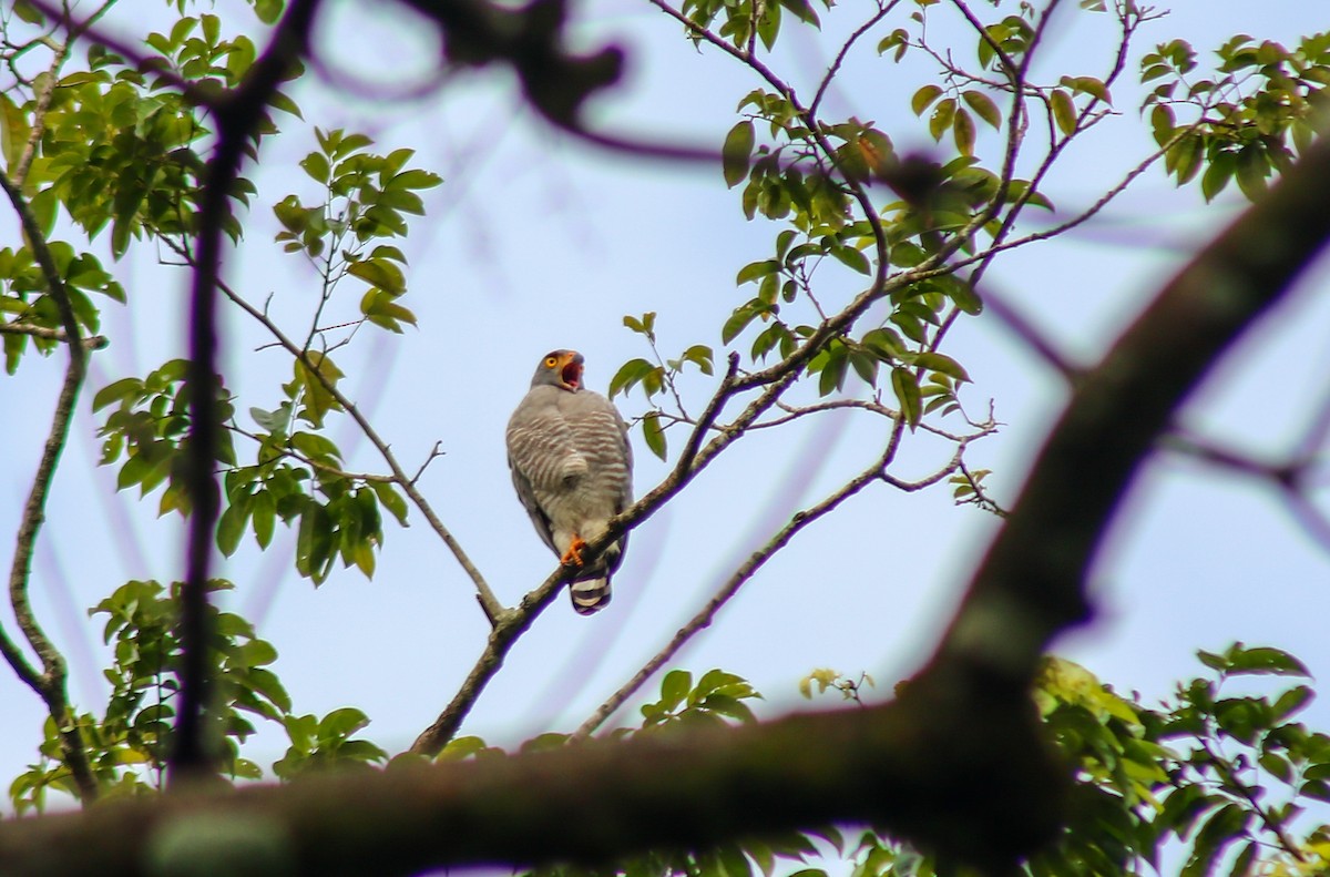Roadside Hawk - ML645421454