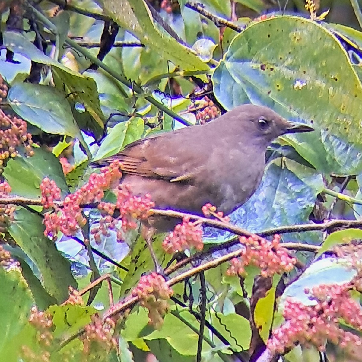 Mountain Thrush - ML645421466