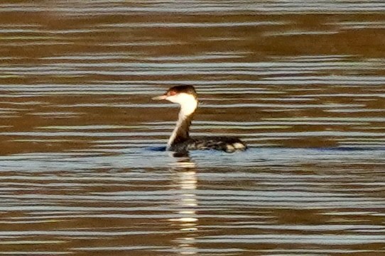 Txilinporta urrebelarria - ML645421467