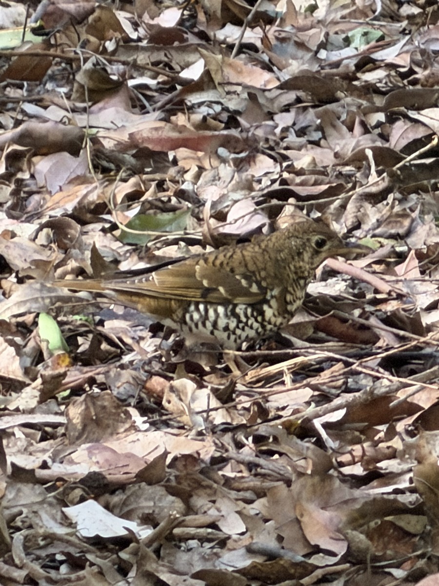 ruststjerttrost - ML645421468