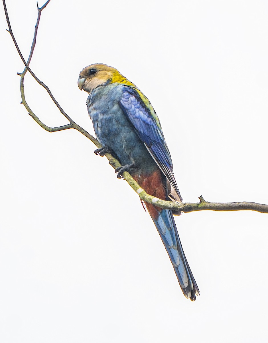 ホオアオサメクサインコ - ML645421469