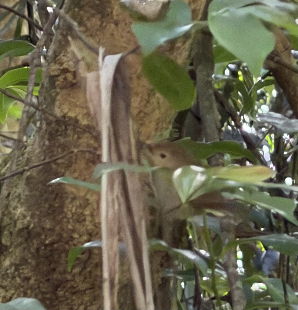 langnebbkrattsmett - ML645421471