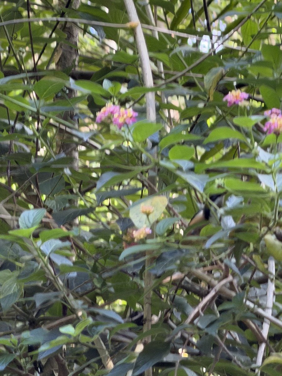 prydhonningeter - ML645421475