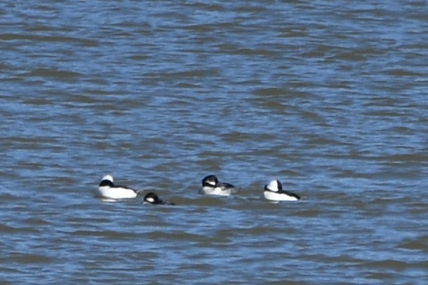 Bufflehead - ML645421476