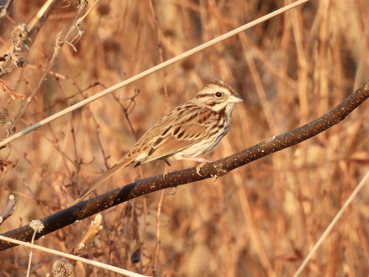 Song Sparrow - ML645421478