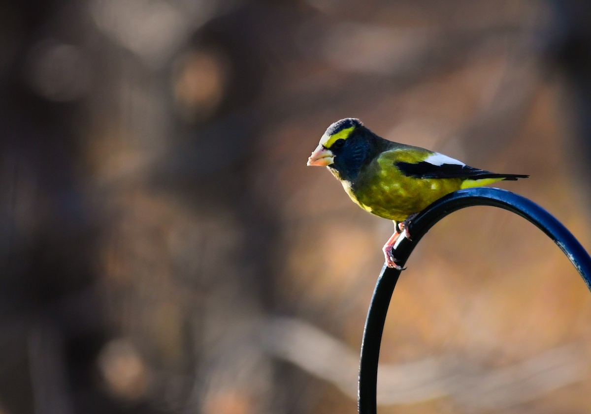 Evening Grosbeak - ML645421485