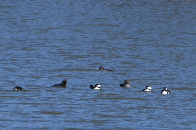 Hooded Merganser - ML645421489