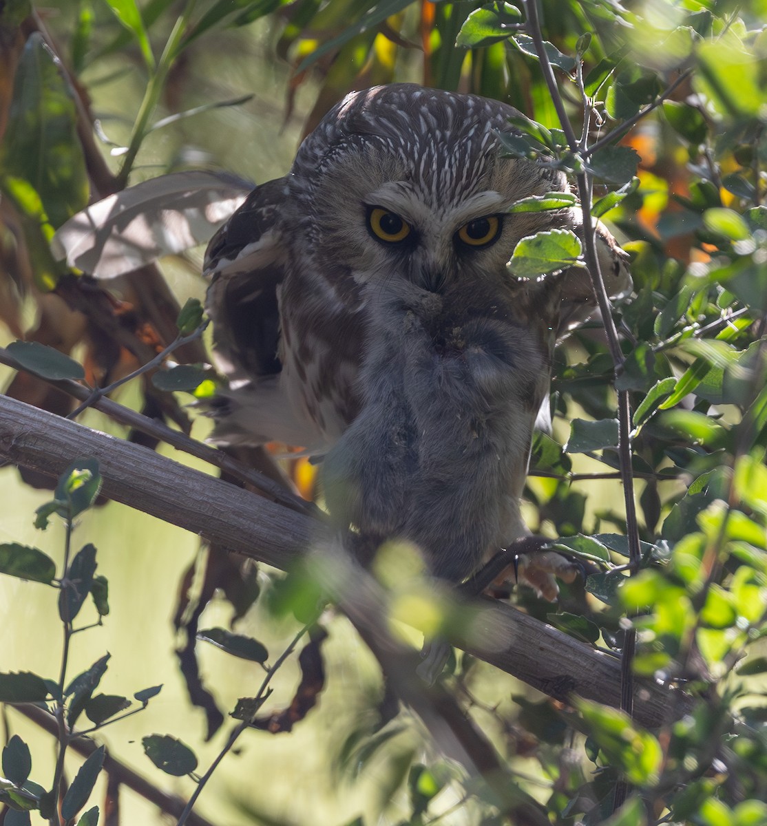 Northern Saw-whet Owl - ML645421491