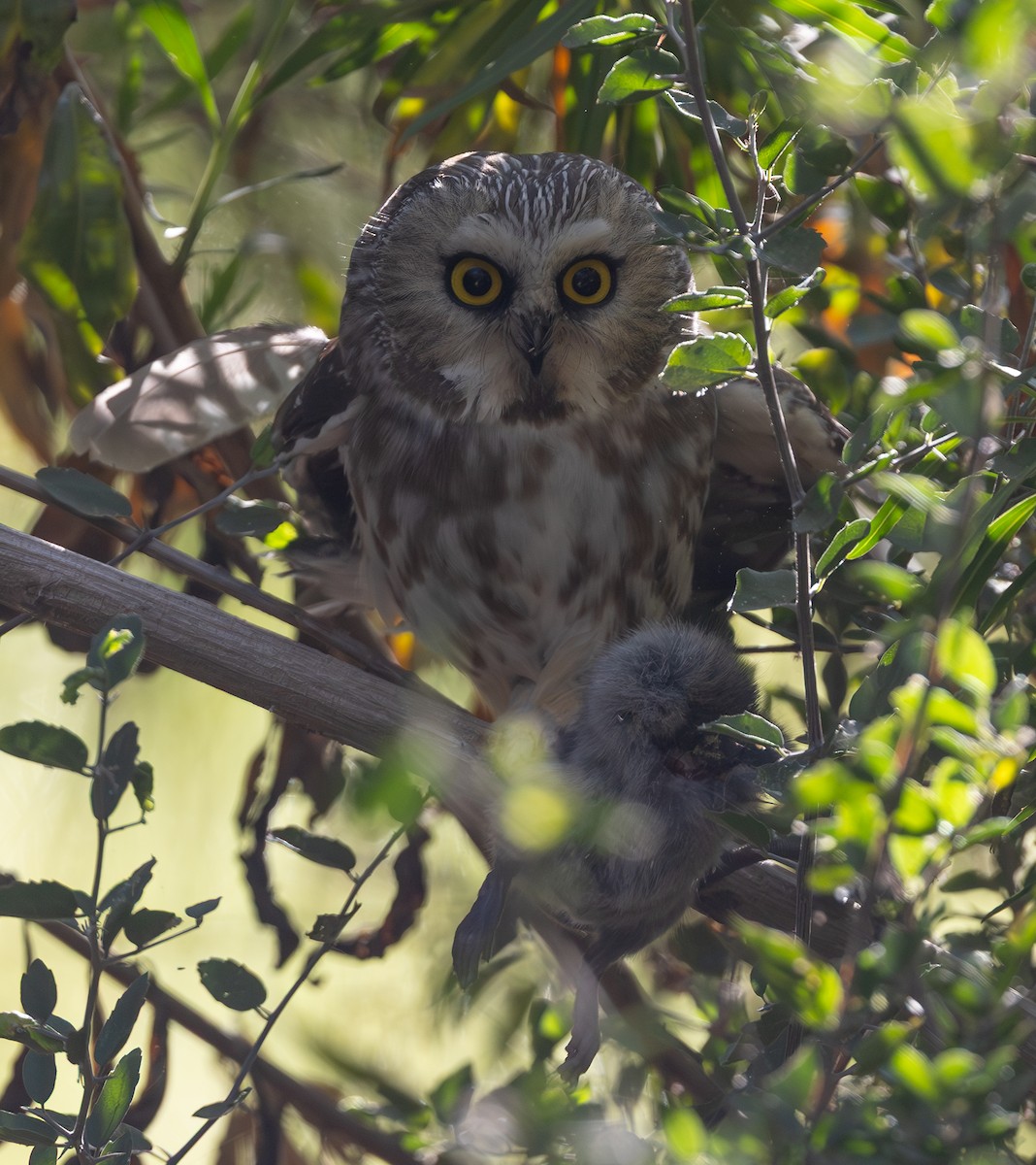 Northern Saw-whet Owl - ML645421492