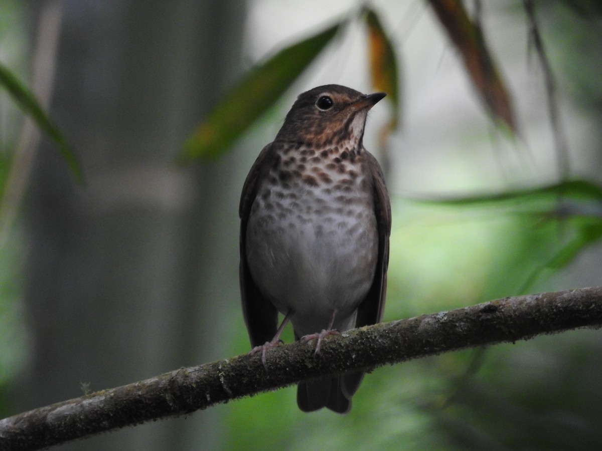 Swainson's Thrush - ML645421512