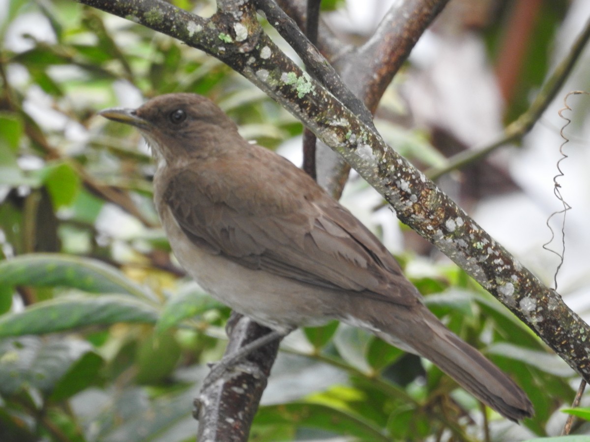 Zorzal Piquinegro - ML645421519