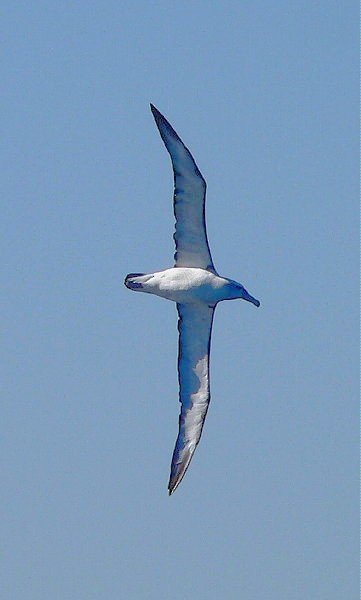 Snowy/Tristan/Antipodean Albatross - ML645421525