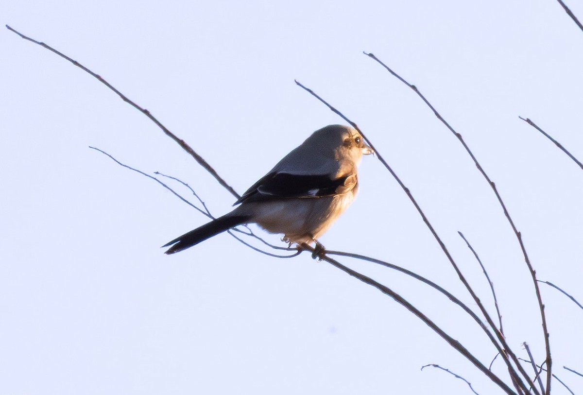 ťuhýk severní - ML645421527