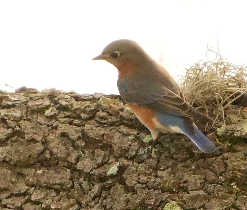 Eastern Bluebird - ML645421534