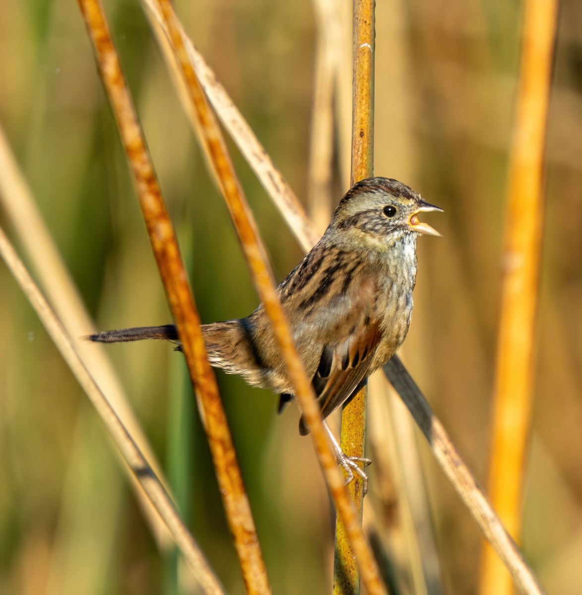 Bruant des marais - ML645421541